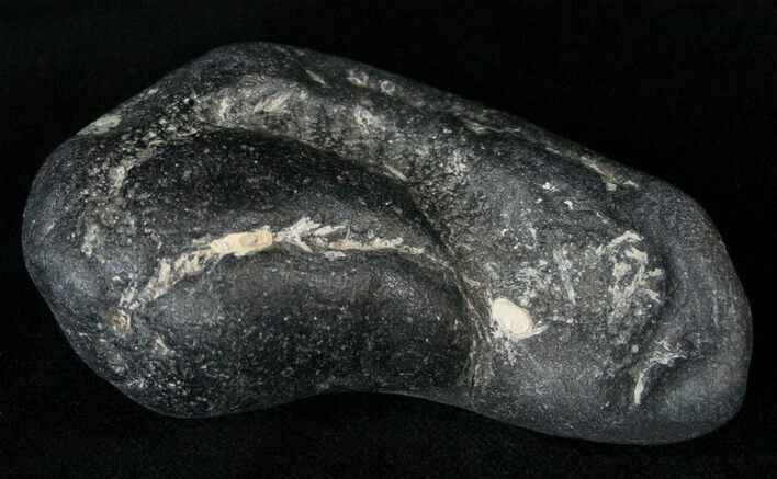 Bargain Fossil Whale Ear Bone - Miocene #18187
